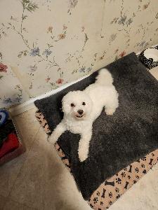 Snoopy