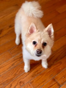 Pet