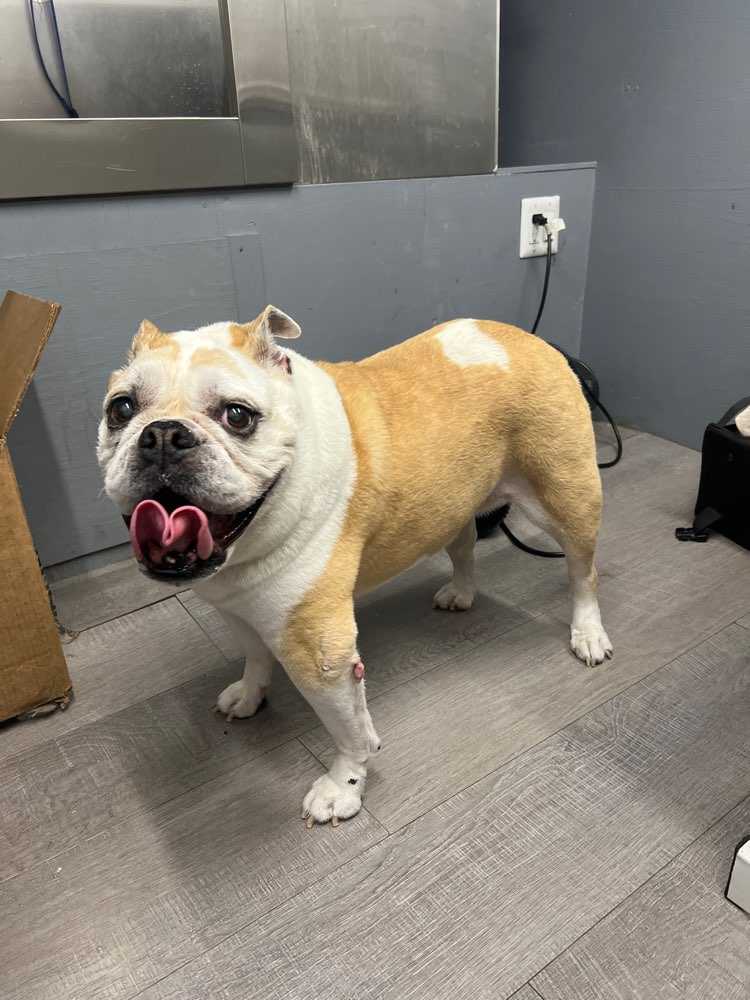 Bella