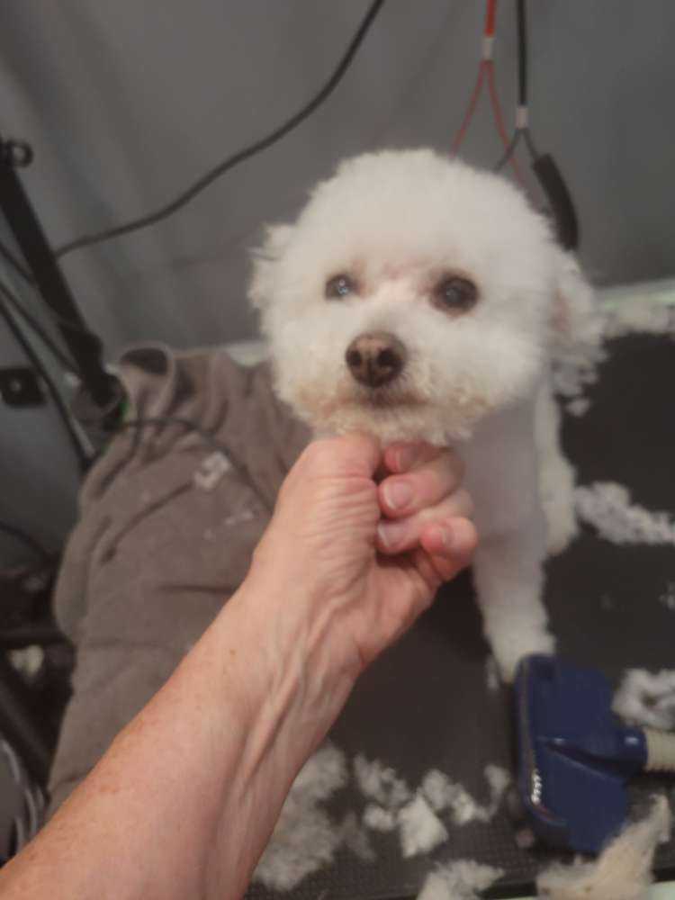Benji
