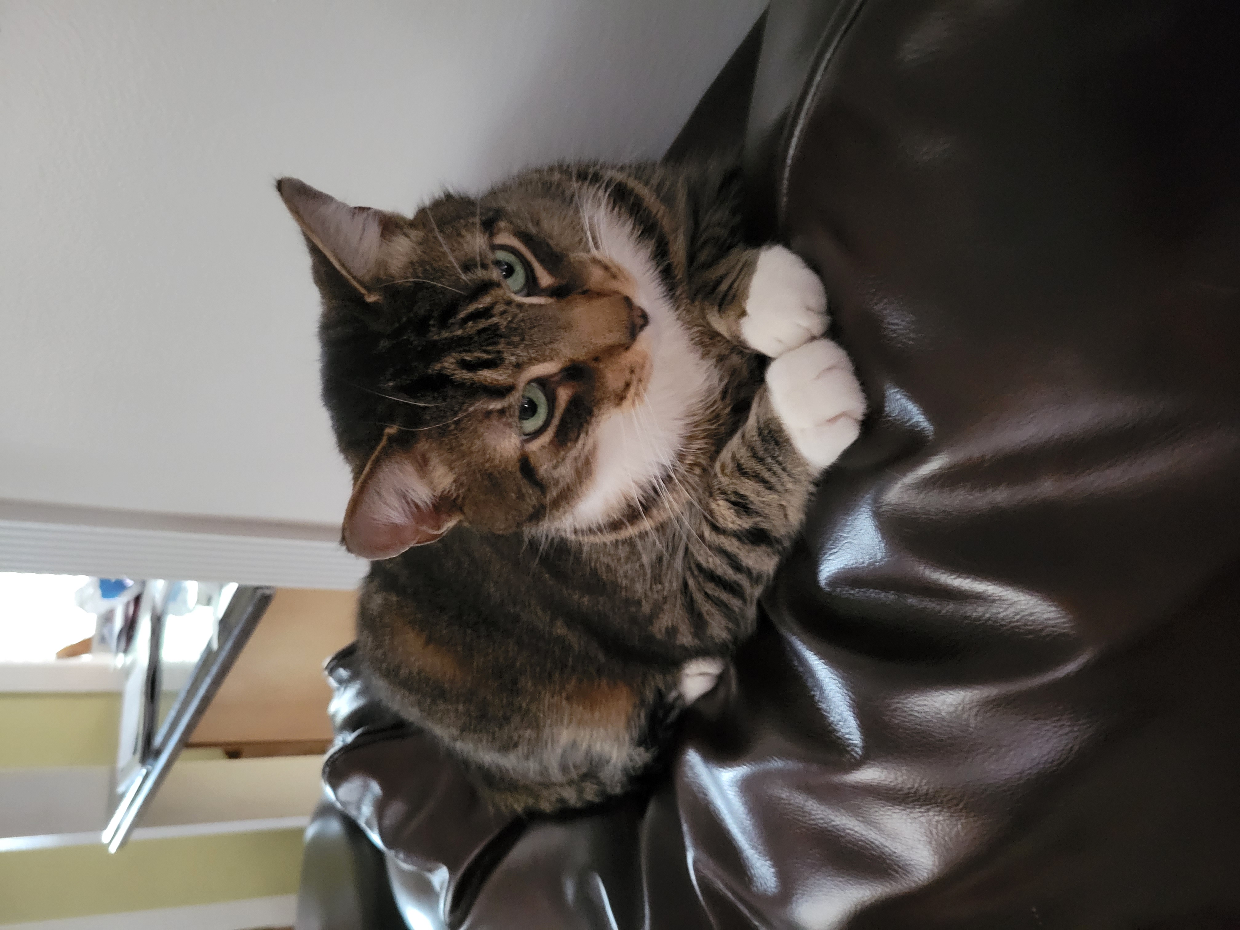 Pet