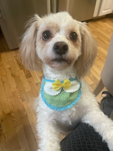 Dog Pet Photo