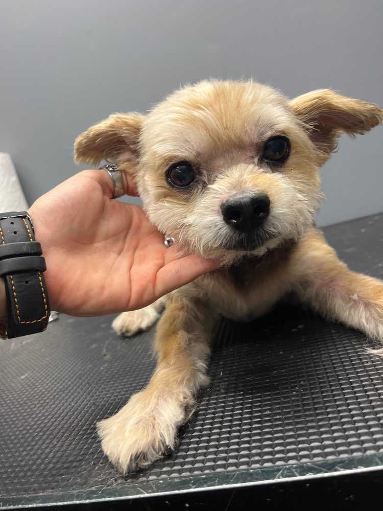 Ozzie