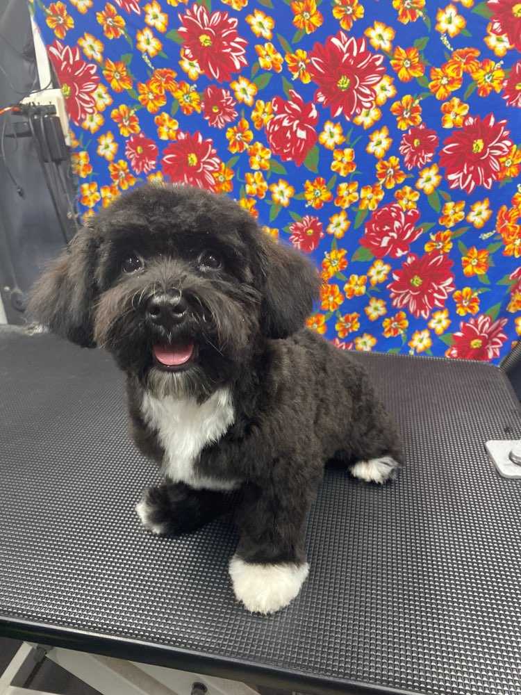 Domino