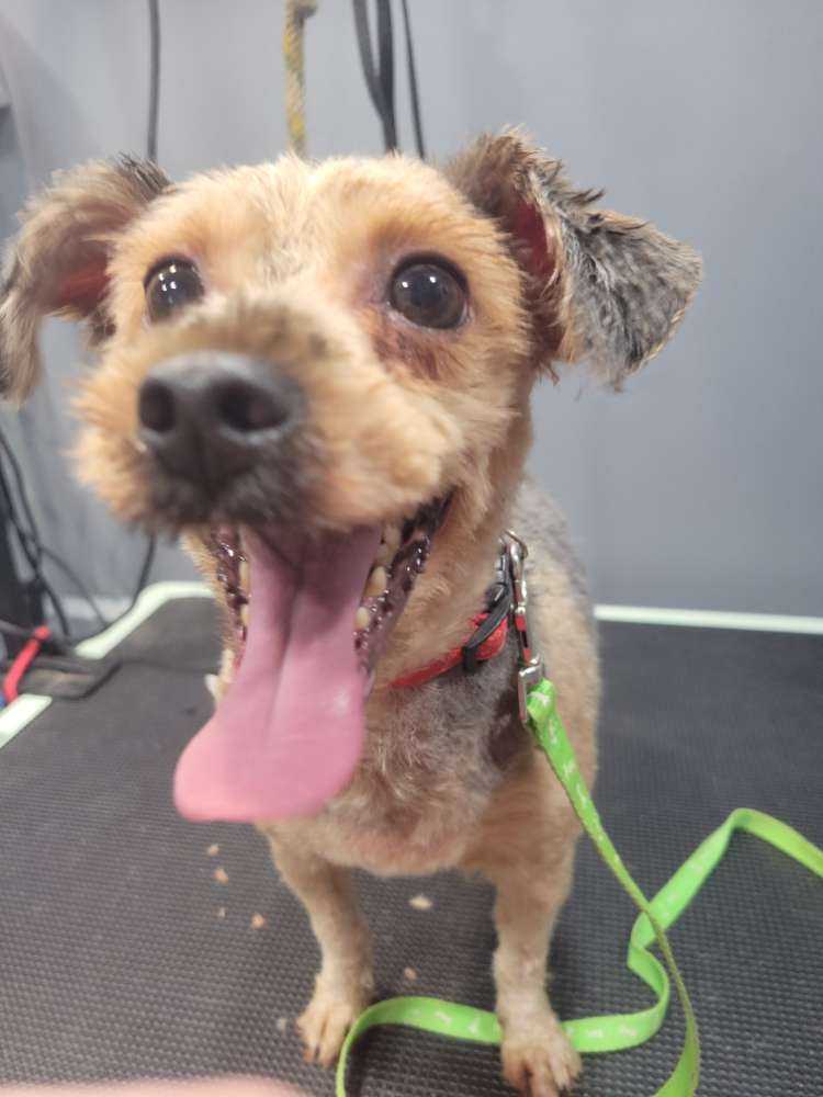 Bentley