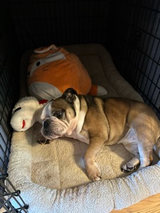 Pet