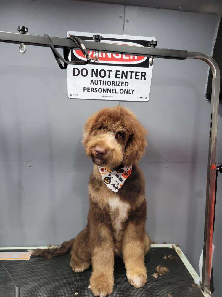 Simba