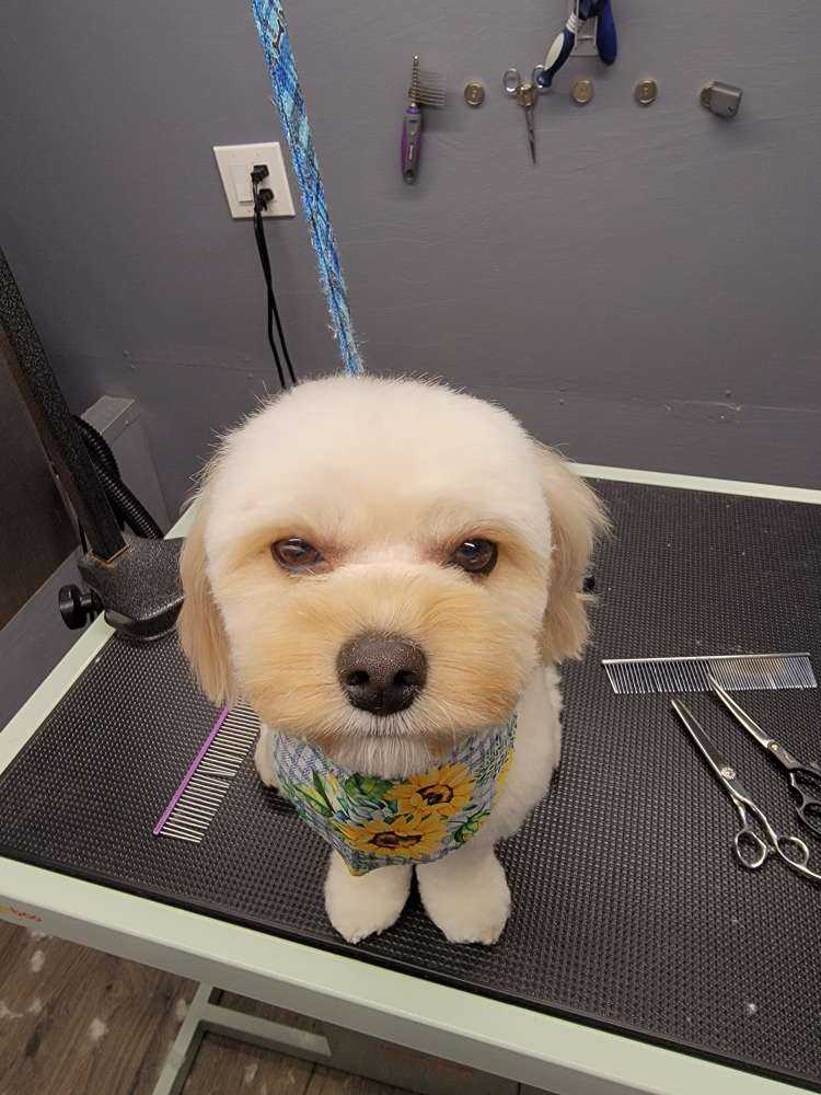 oliver