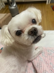 coco