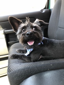 Taz