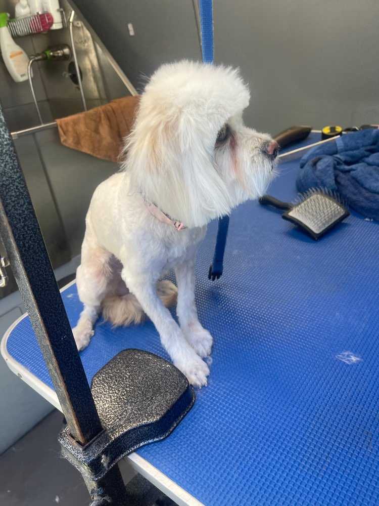 Rosie