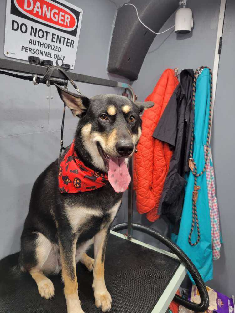 Dog Pet Photo