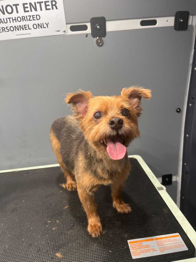 Gotti