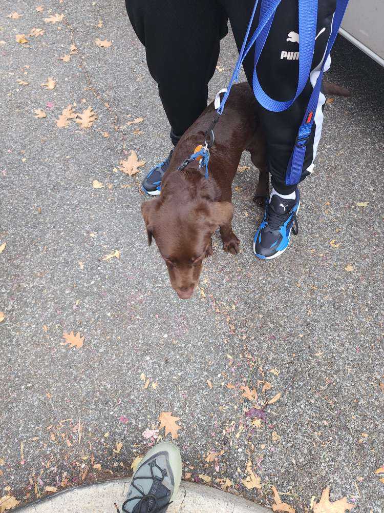 Cooper