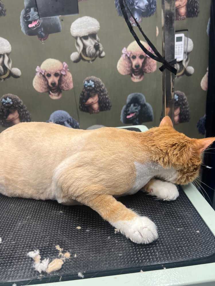 Samson