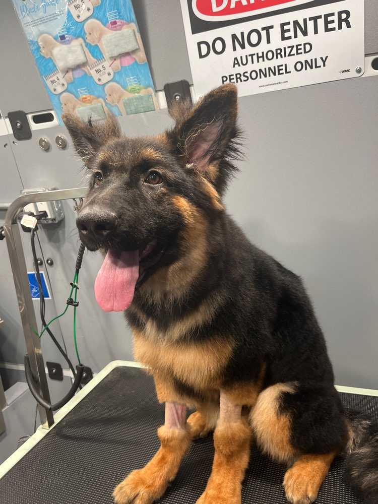 Laika 