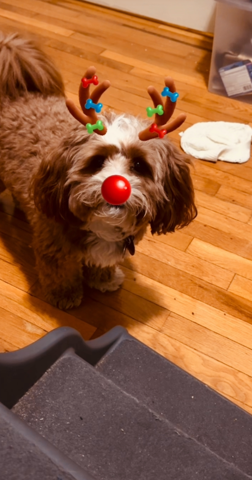 Dog Pet Photo
