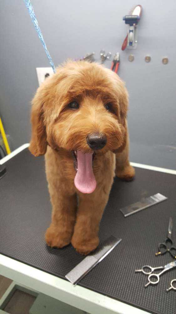 Koko