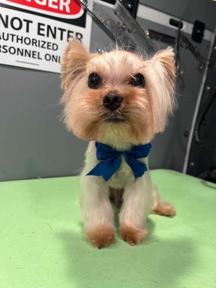 Dog Pet Photo
