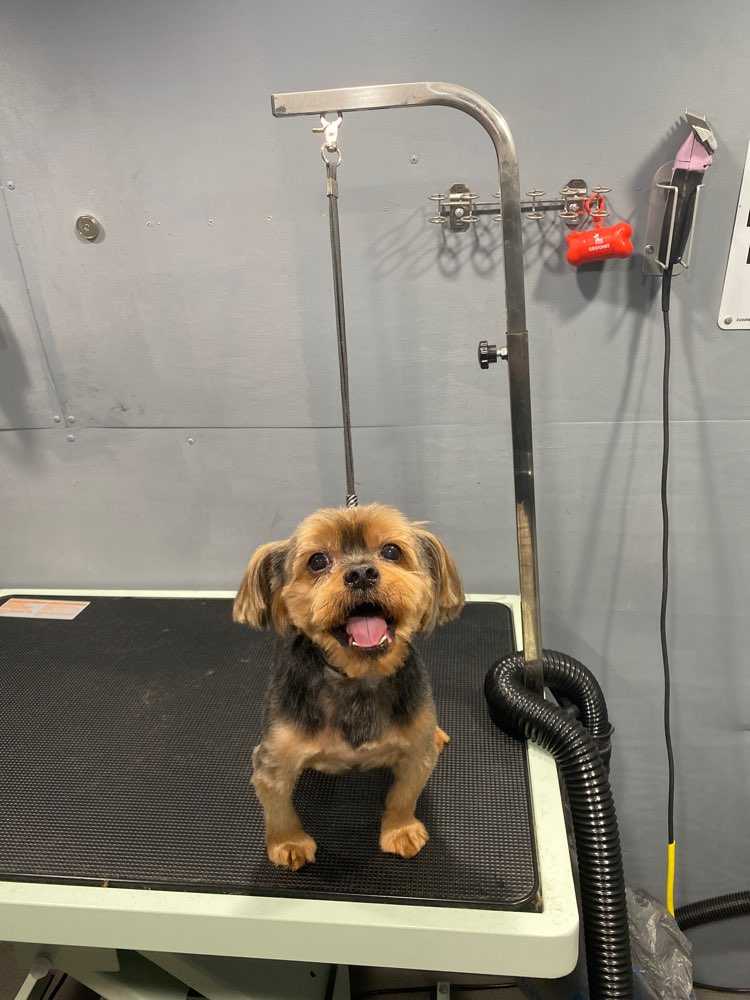 Buster