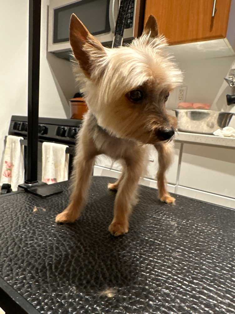 Prince