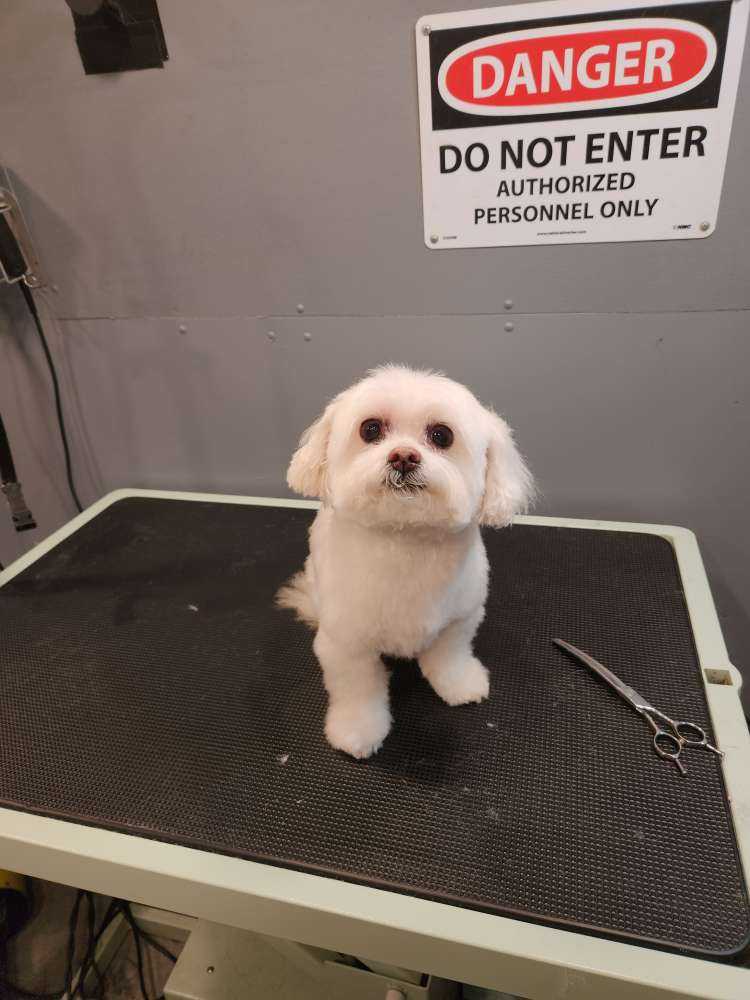 Dog Pet Photo