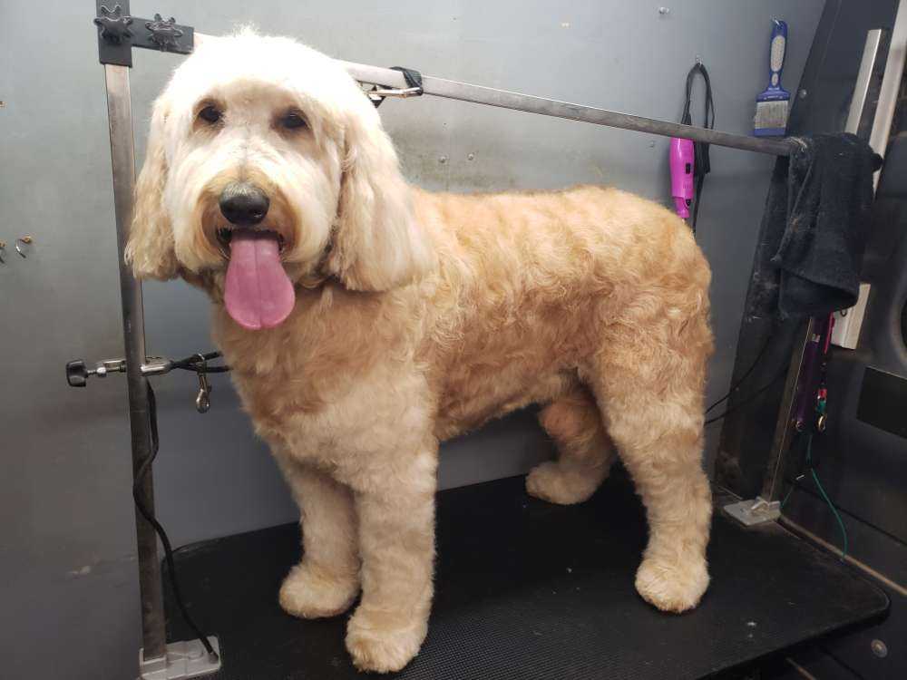 Teddy