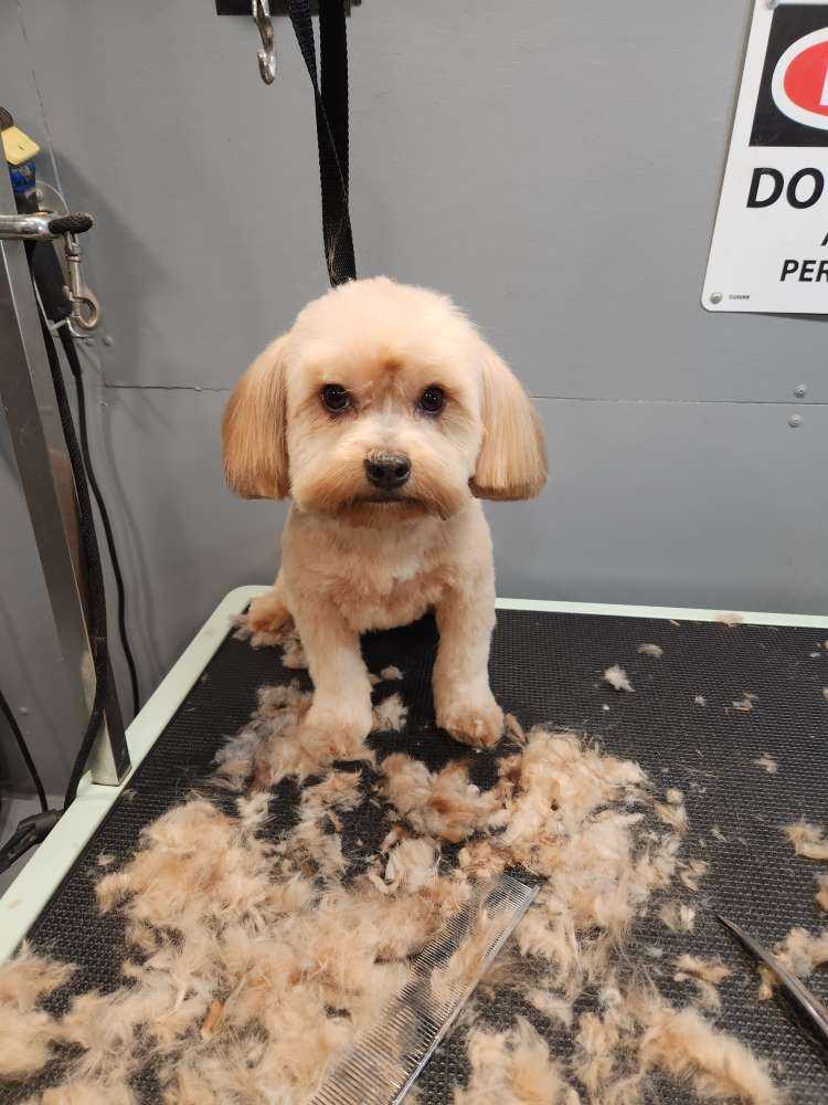 Dog Pet Photo