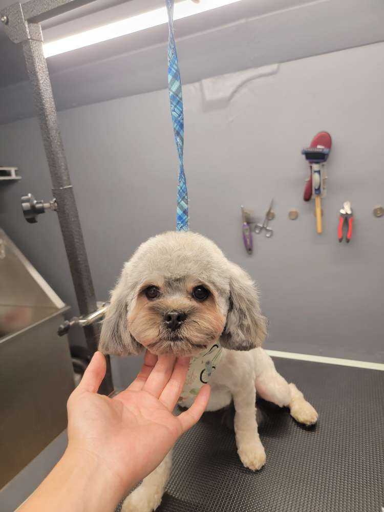 Archie