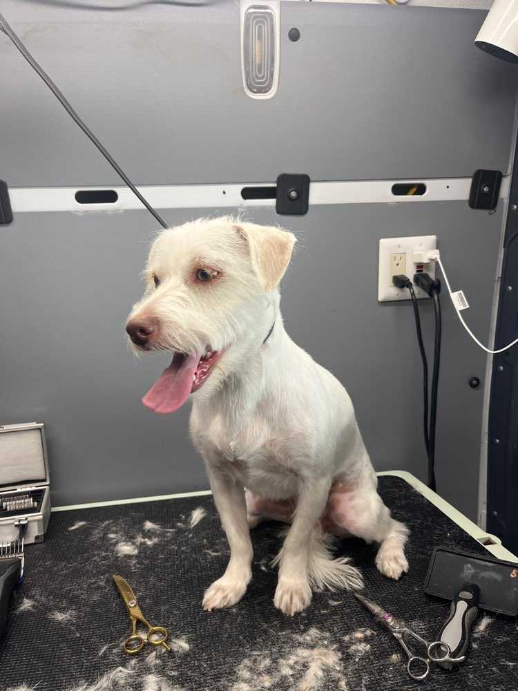 Snowie 