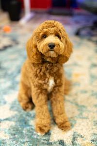 Ollie