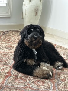 Koda