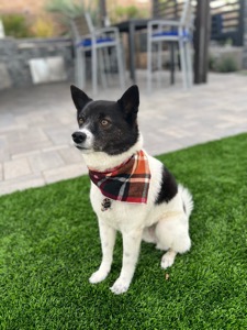 Pepper