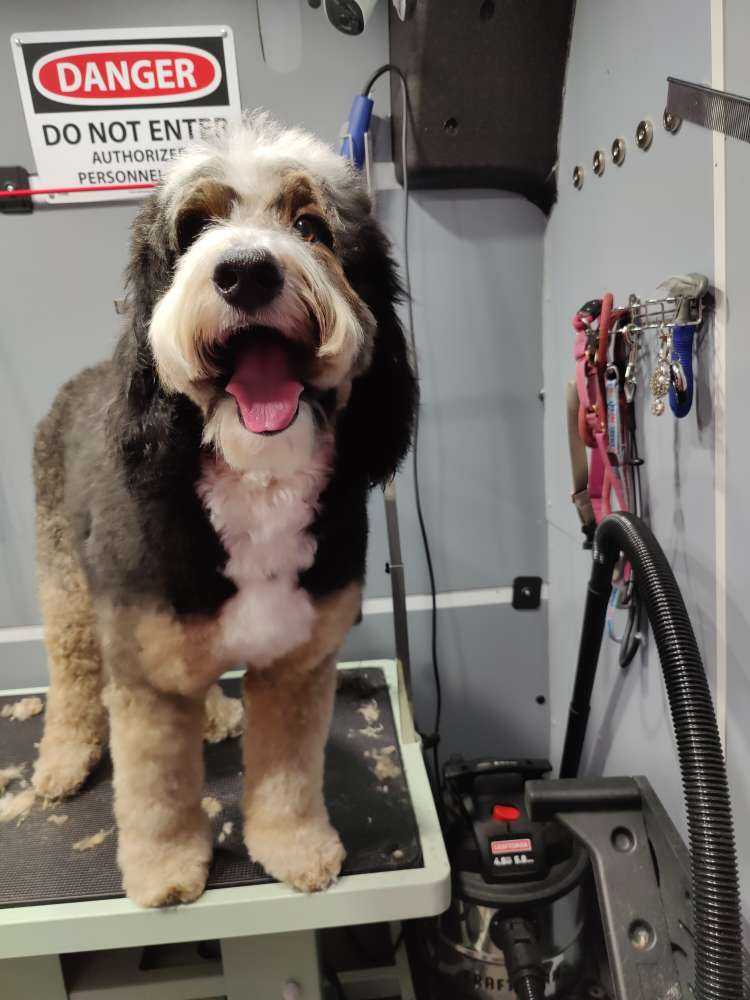 Dog Pet Photo