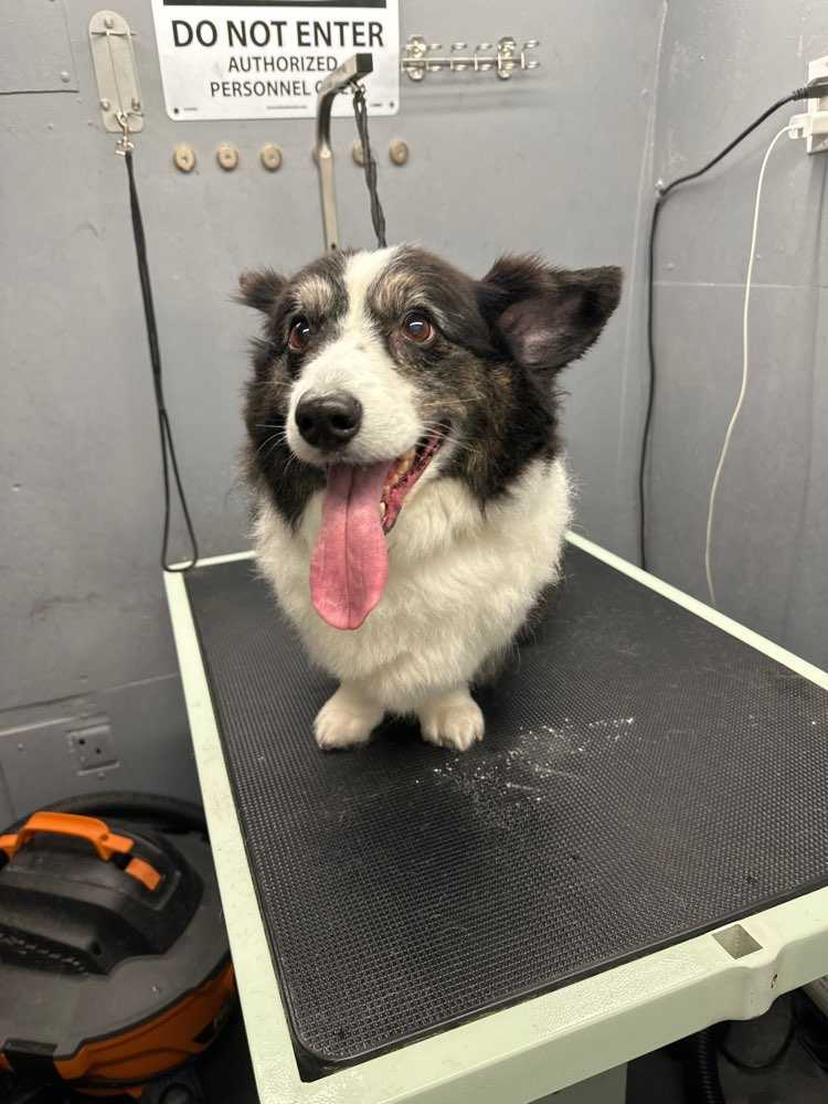 Dog Pet Photo