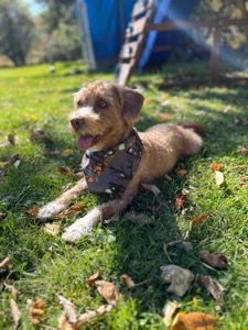 Benji
