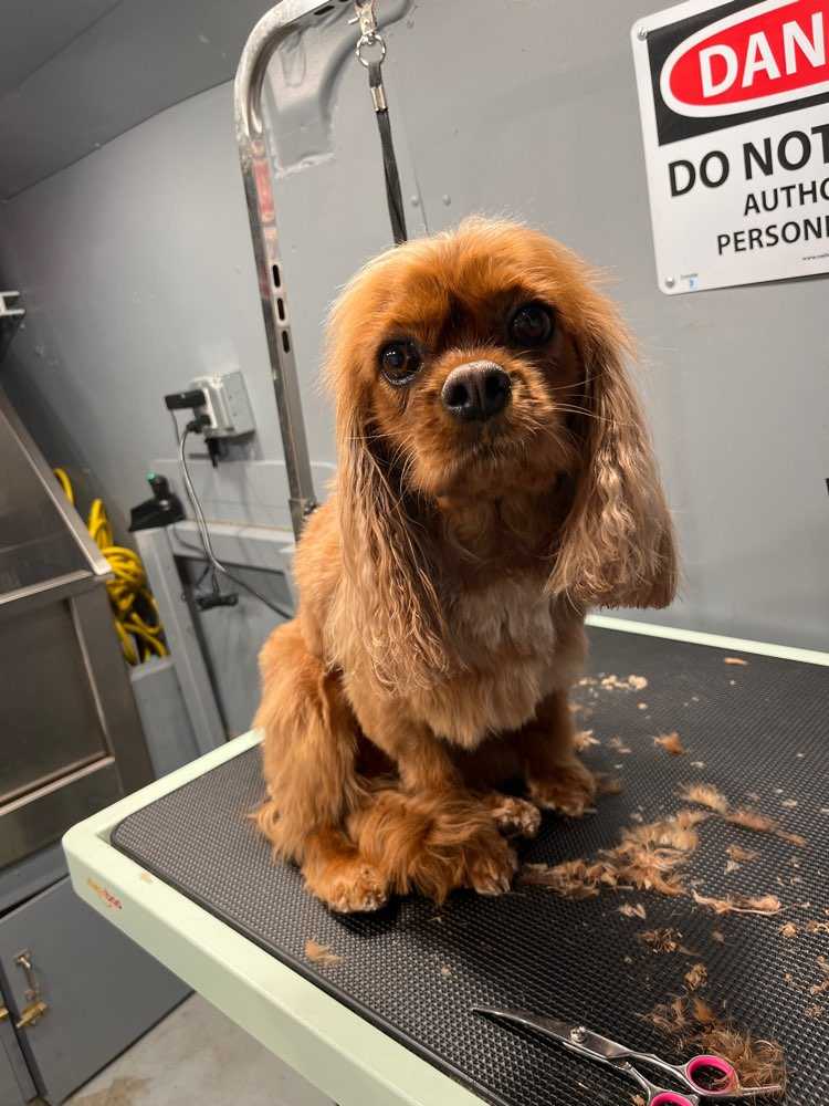 darla