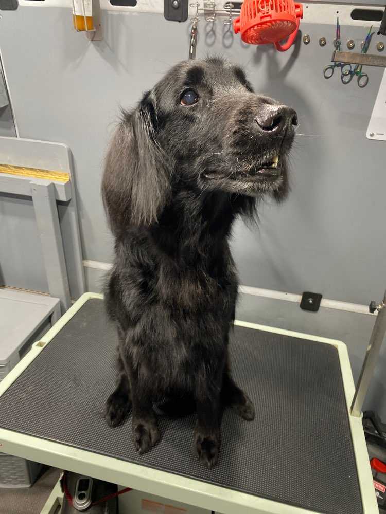Obi