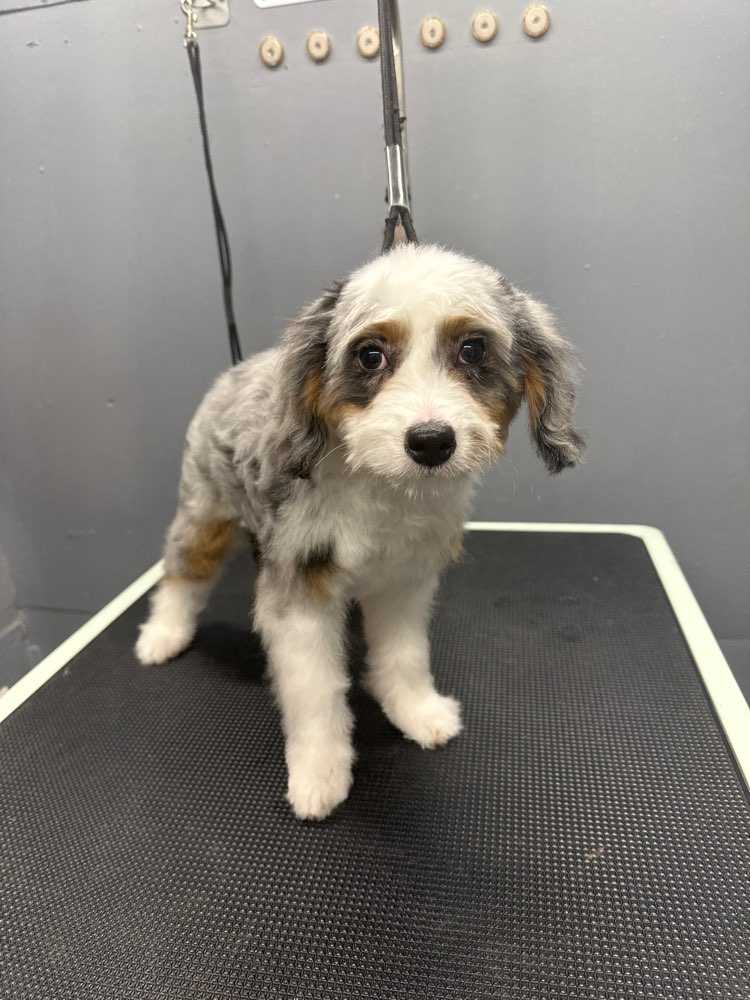 Dottie
