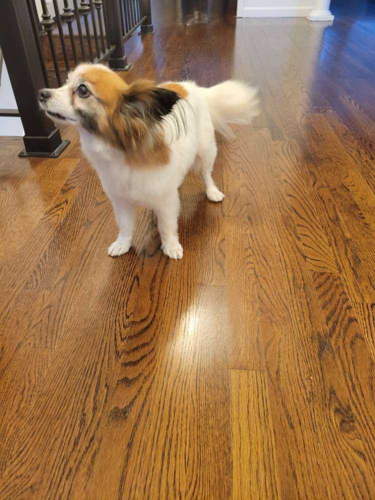 Jolie