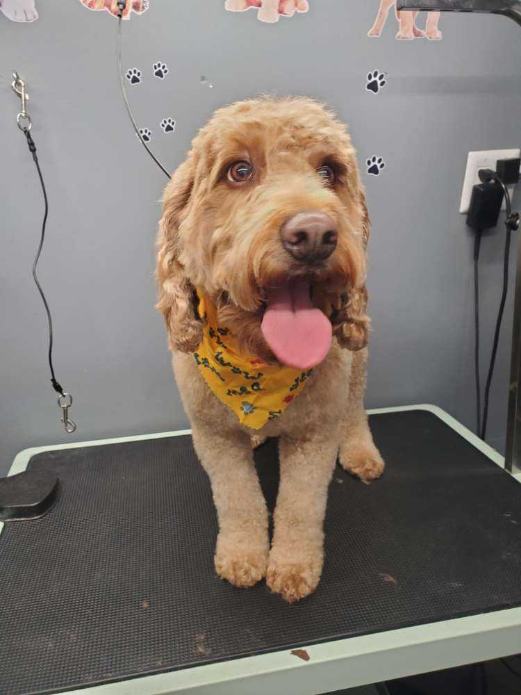 Bauer