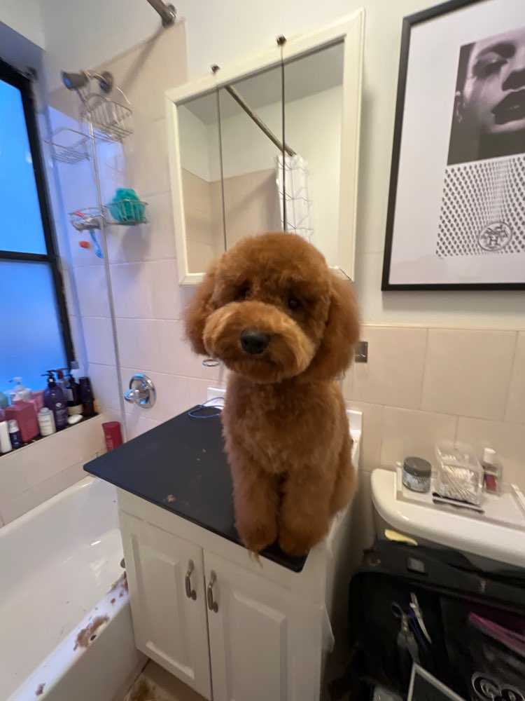 Dog Pet Photo