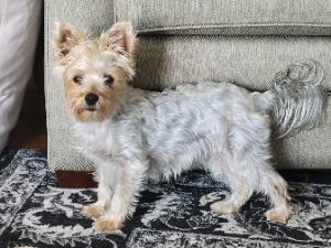 Dog Pet Photo