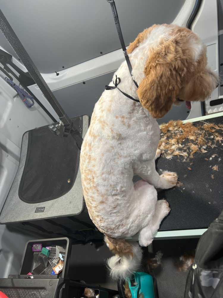 Yeti