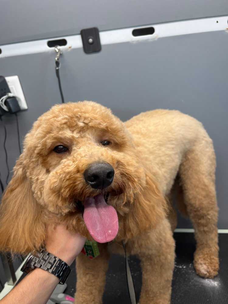 Dog Pet Photo