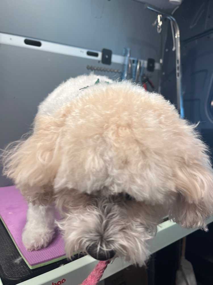 Pet