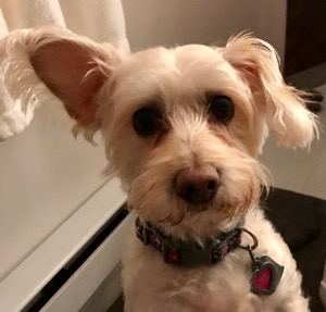 Lucy