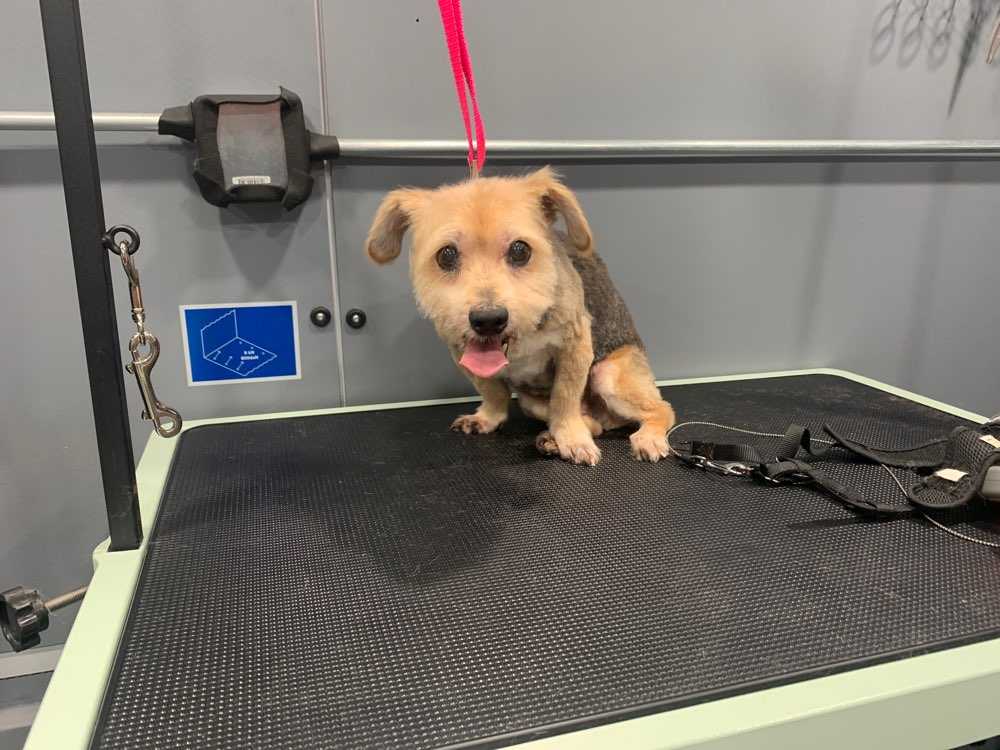Rambo