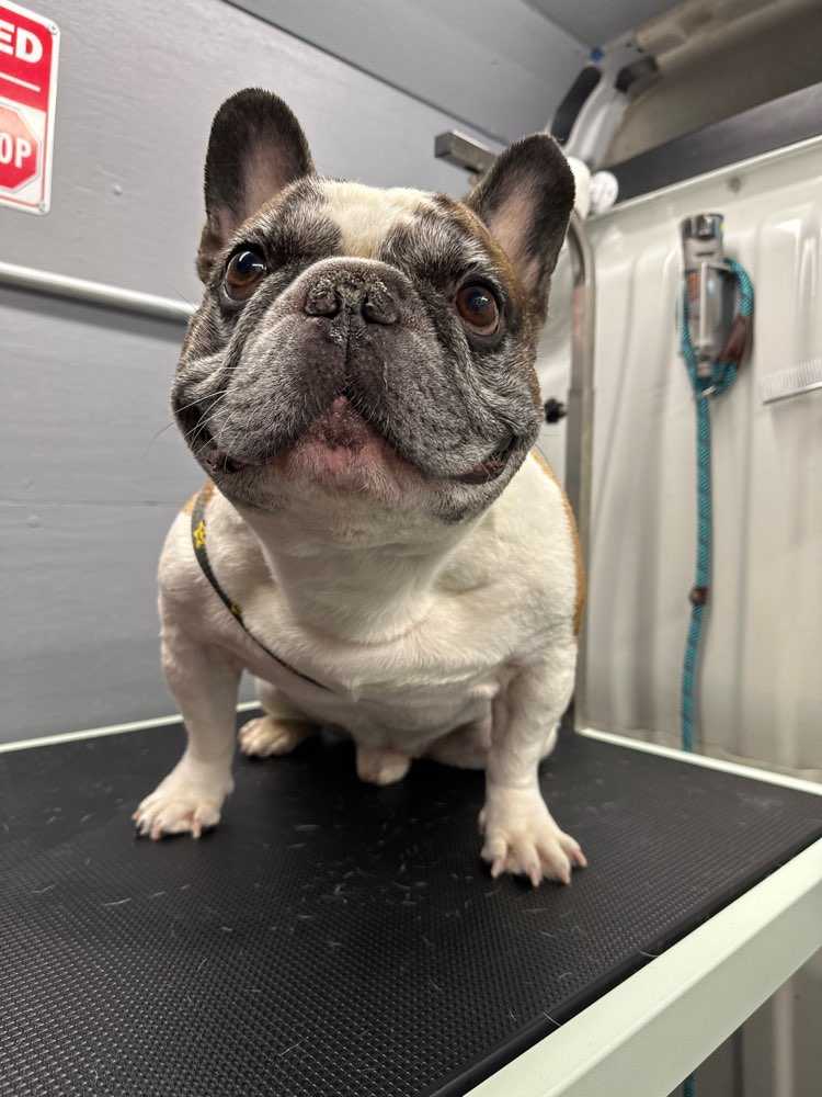 Pet