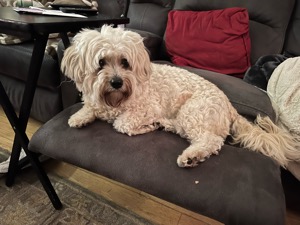 Cocoa 